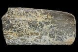 Hadrosaur (Maiasaura) Rib Bone Section - Montana #71288-1